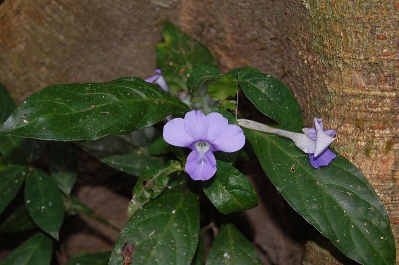 File:Barleria strigosa1.JPG