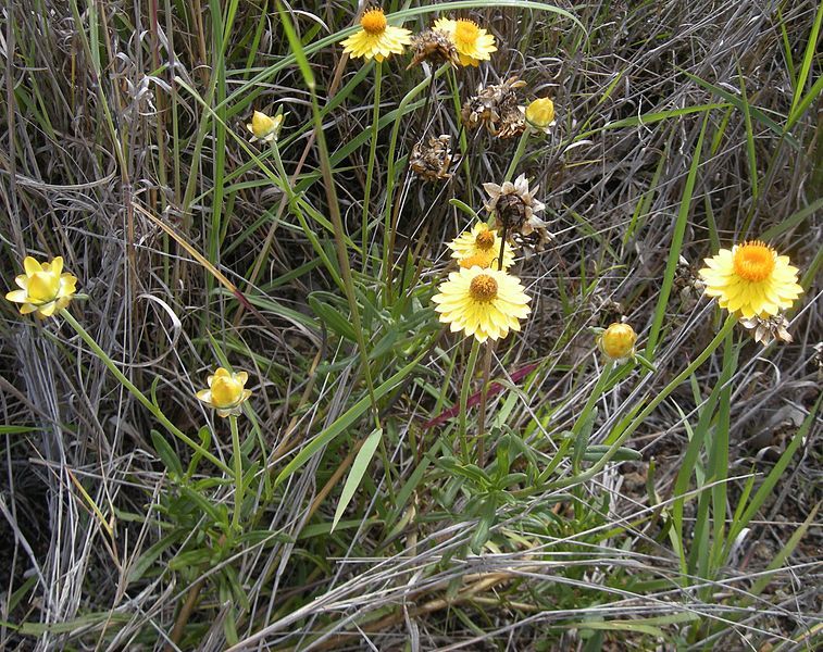 File:Bracteantha bracteata.jpg