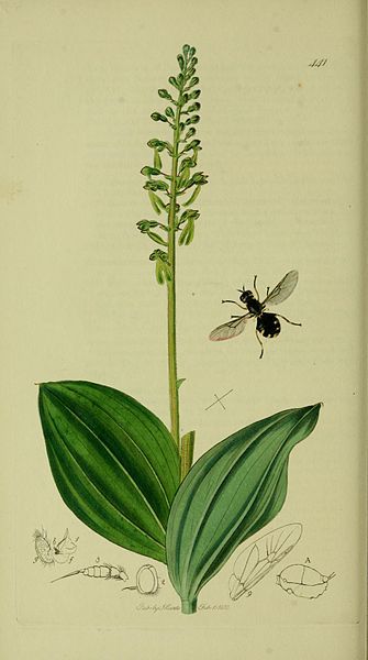 File:Britishentomologyvolume8Plate441.jpg