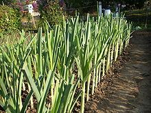 Leeks growing in the ground on a farm