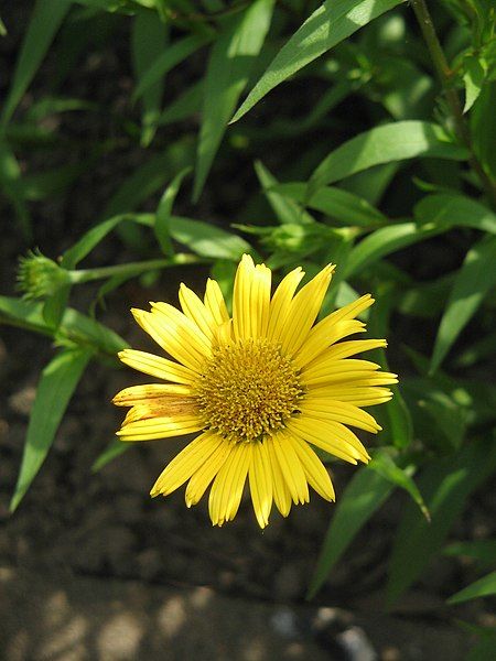 File:Buphthalmum salicifolium03.jpg