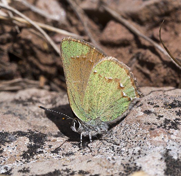 File:Callophrys affinis apama.jpg