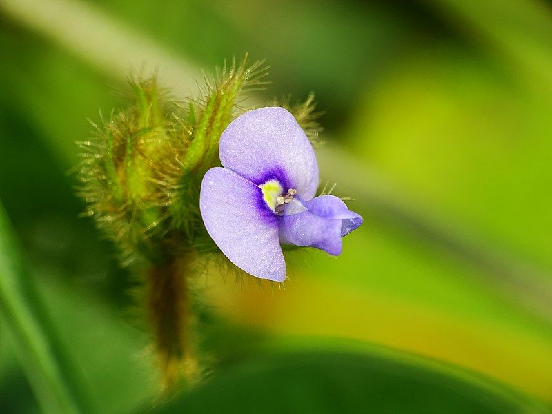 File:Calopogonium mucunoides 4.jpg