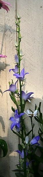 File:Campanula pyramidalis 1.JPG