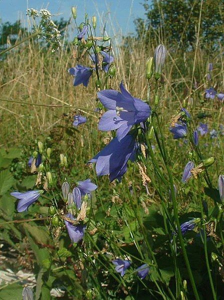 File:Campanula rotundifolia1.jpg