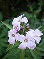 Cardamine bulbifera inflorescence