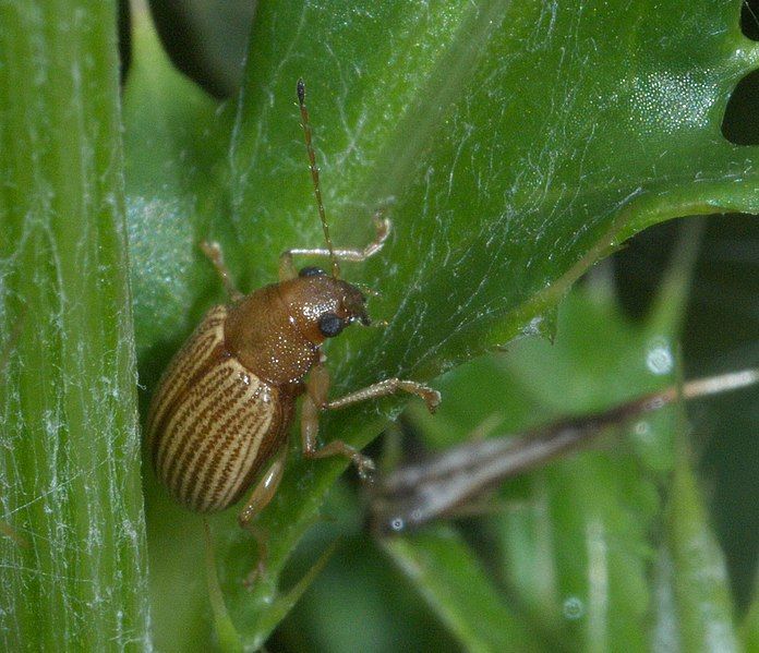 File:Colaspis brunnea P1260425a.jpg