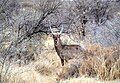 Waterbuck