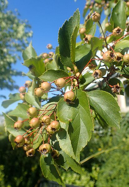 File:Crataegus nitida kz3.jpg