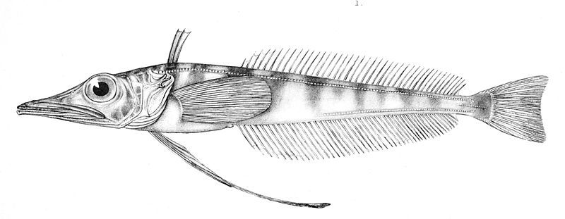 File:Cryodraco atkinsoni.jpg