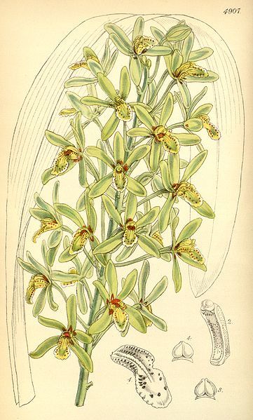 File:Cymbidium chloranthum.jpg