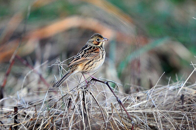 File:Emberiza fucata.jpg