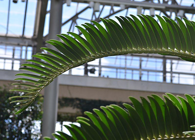 File:Encephalartos woodii Fronds.JPG