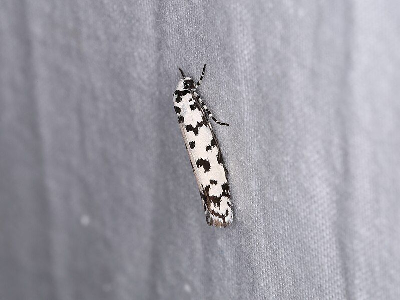 File:Ethmia eupostica (30750146888).jpg