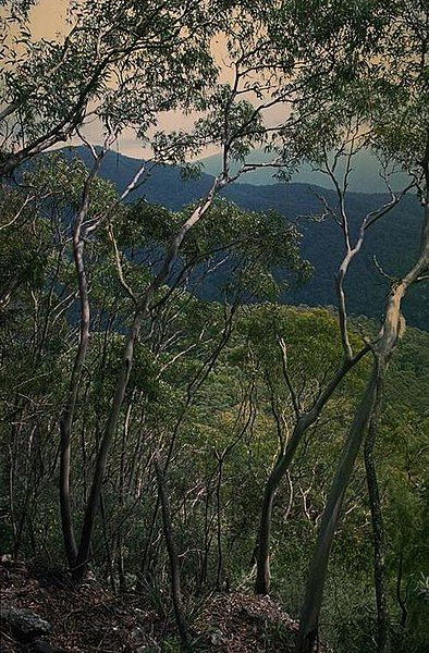 File:Eucalyptus baeuerlenii habit.jpg