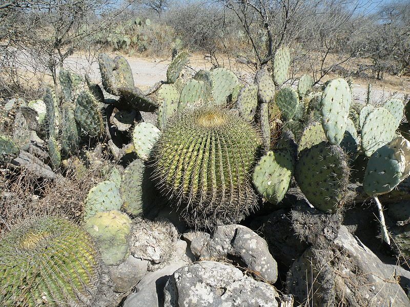 File:Ferocactus histrix (5661514910).jpg