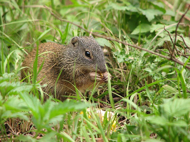 File:Franklin's Ground Squirrel.jpg