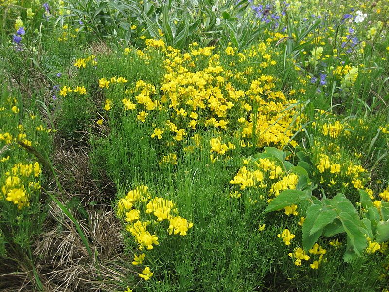 File:Genista radiata 01.jpg