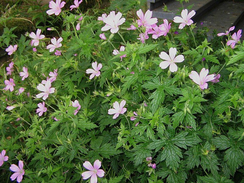 File:Geranium endressii001.jpg