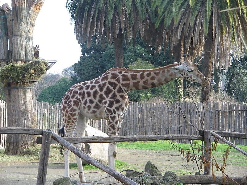 File:Giraffe bioparco3.jpg