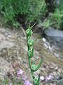 Gladiolus italicus fruits