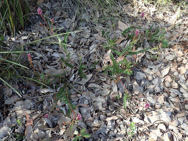 File:Grevillea quercifolia habit.jpg