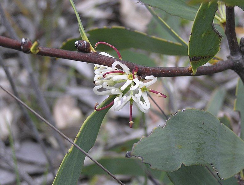 File:Hakea cyclocarpa.jpg