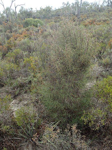 File:Hakea sulcata habit.jpg