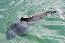 Harbor porpoise (Phocoena phocoena)