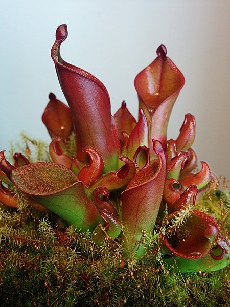 File:Heliamphora hispida.jpg