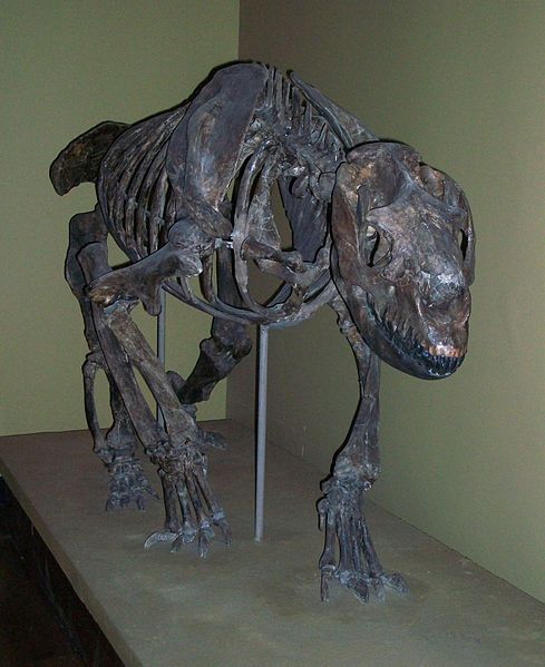 File:Homalodotherium cunninghami.jpg