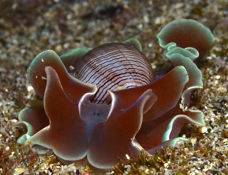 File:Hydatina physis Réunion.JPG