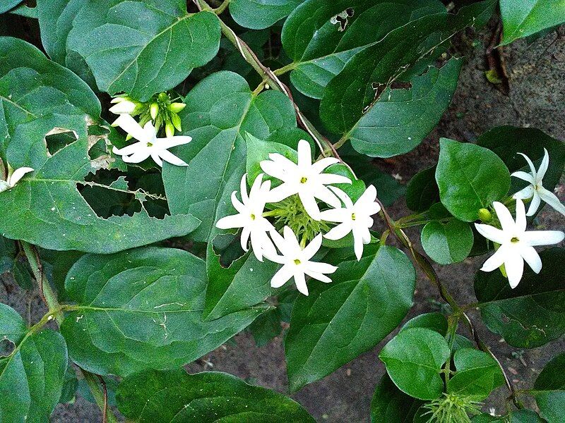 File:Jasmine .jpg