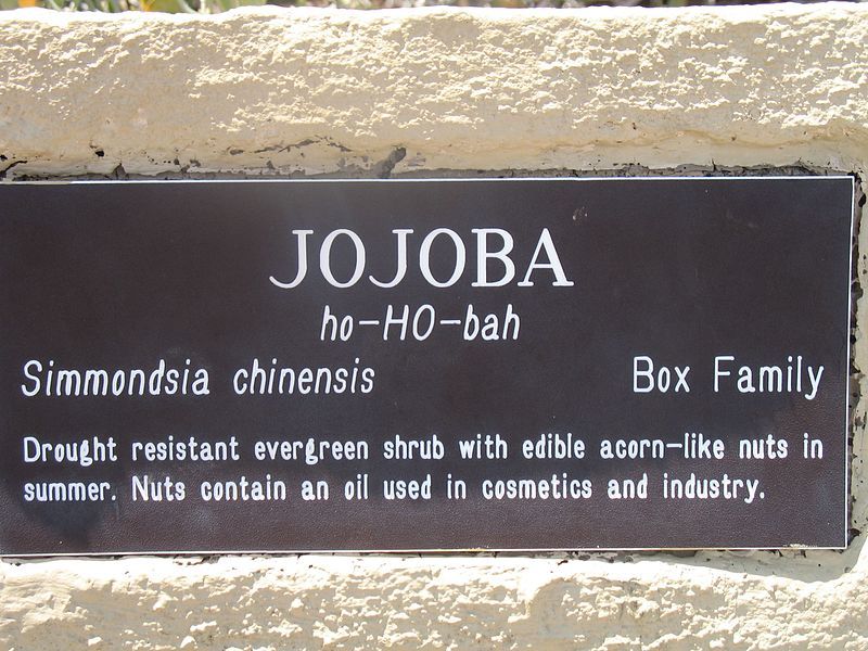 File:Jojoba1342.JPG