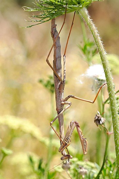 File:Large brown mantid07.jpg