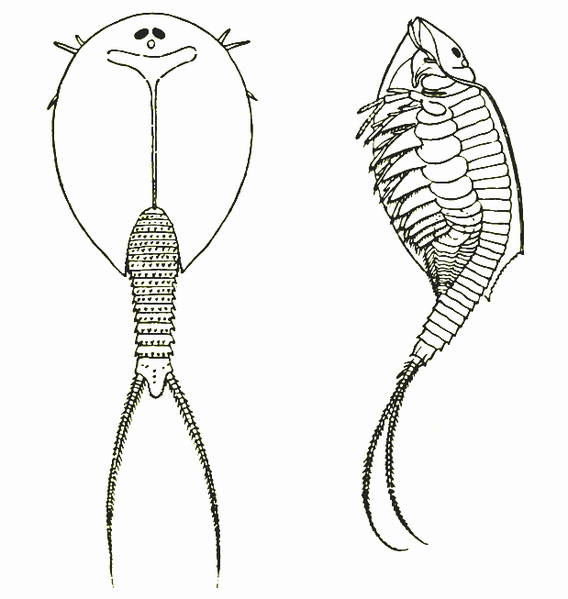 File:LepidurusGlacialis.png