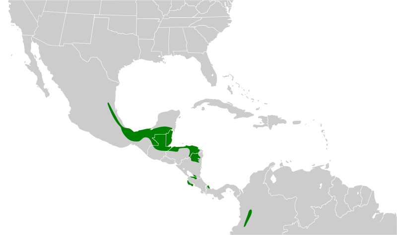 File:Leptotila plumbeiceps map.svg