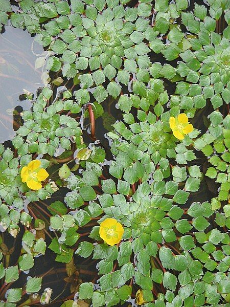 File:Ludwigia sedioides1.JPG