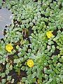 Ludwigia sedioides