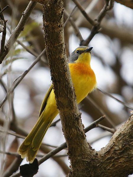 File:Malaconotus sulfureopectus (Zambia).jpg