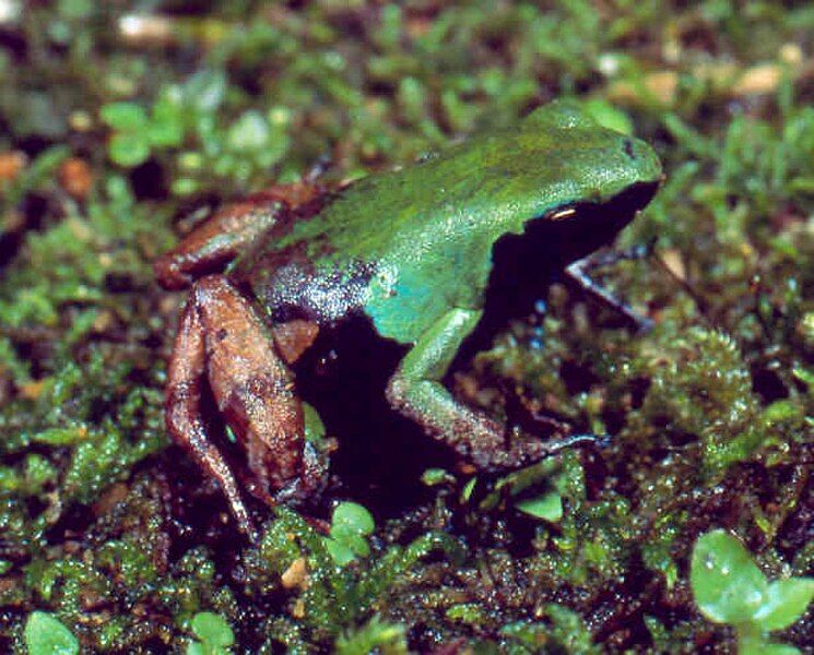 File:Mantella nigricans01.jpg