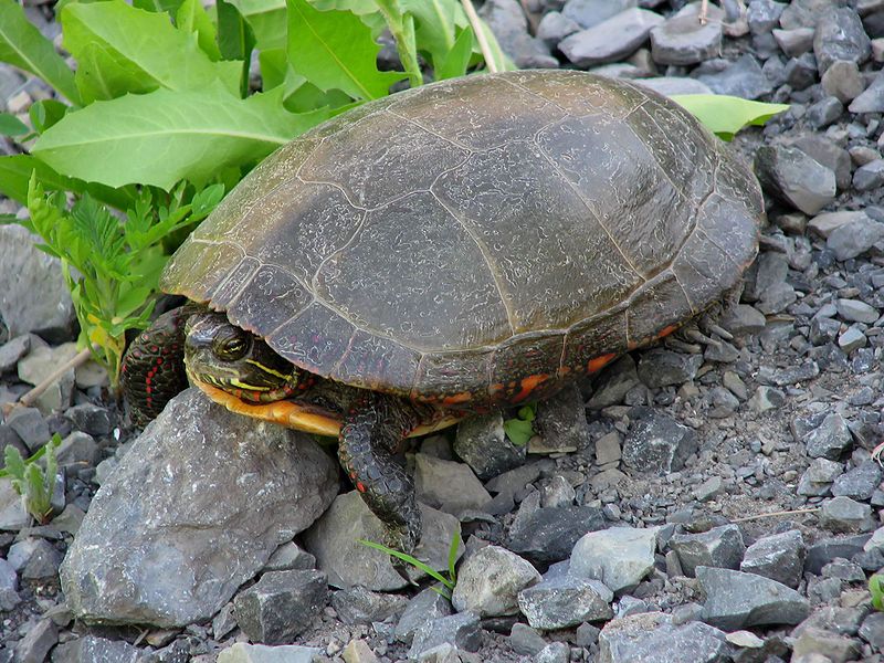 File:Midland painted turtle.jpg