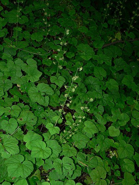 File:Mitella caulescens 11381.JPG