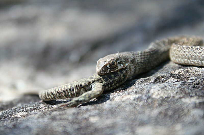 File:Montpellier snake.jpg