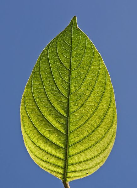 File:Mussaenda philippica leaf.jpg