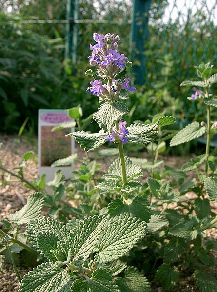 File:Nepeta faassenii6.jpg