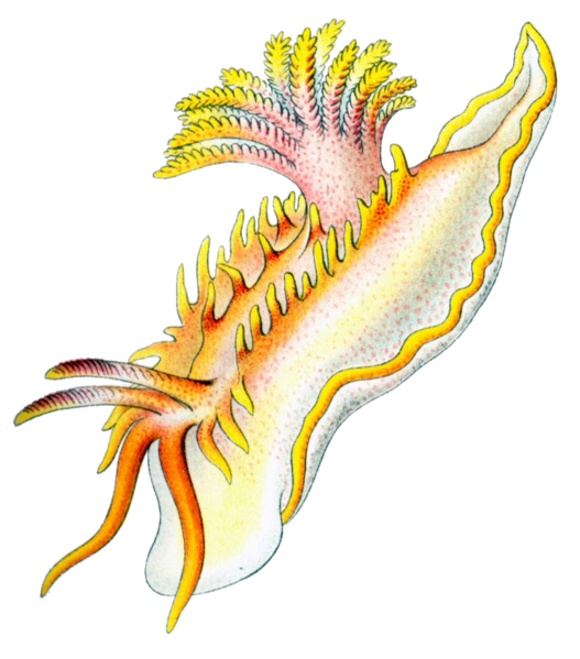 File:Okenia elegans.png