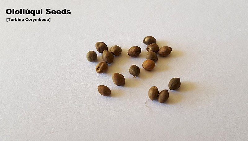 File:Oliluiqui Seeds.jpg