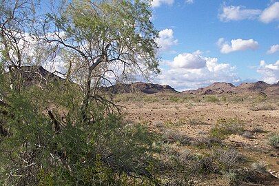 Tree in Sonoran Desert