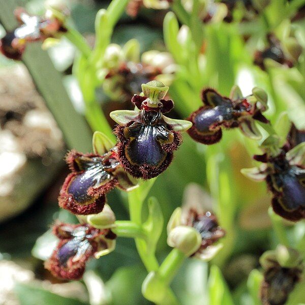 File:Ophrys speculum-IMG 0321.jpg